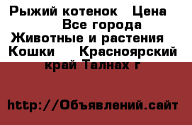 Рыжий котенок › Цена ­ 1 - Все города Животные и растения » Кошки   . Красноярский край,Талнах г.